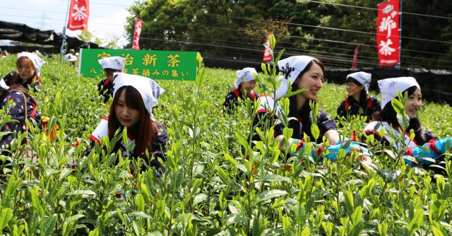 茶摘み